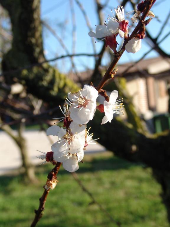 Podere 1248 Ladispoli Kültér fotó